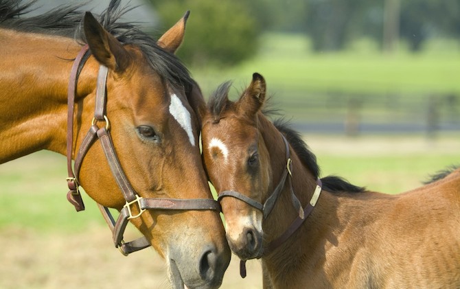 guest blog: horses by lea michele