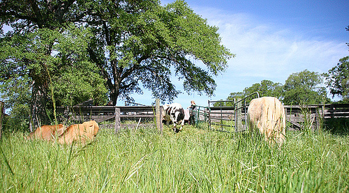 sanctuary spotlight: grass valley’s animal place