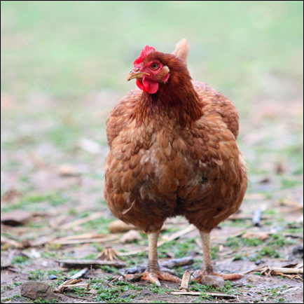 action alert: help ban battery cages