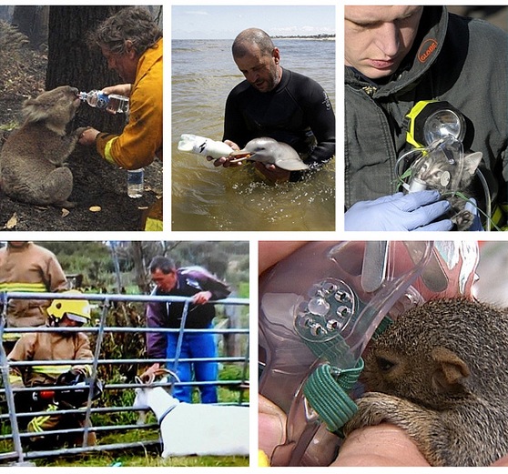 photo gallery: beautiful photos of animals being rescued