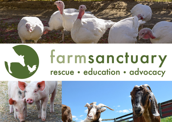 Farm Sanctuary Wants to Help You Save Animals!