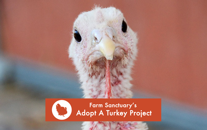 Adopt a Turkey for Thanksgiving