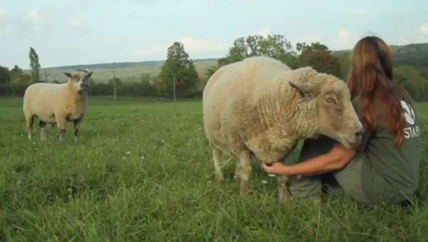 Animal Tales: Behind the Scenes at Farm Sanctuary