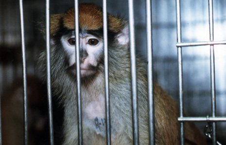 PETA UPDATE: Monkeys Belong on the No-Fly List