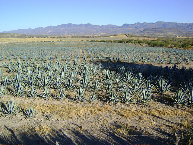 Kind Classics: All About Agave