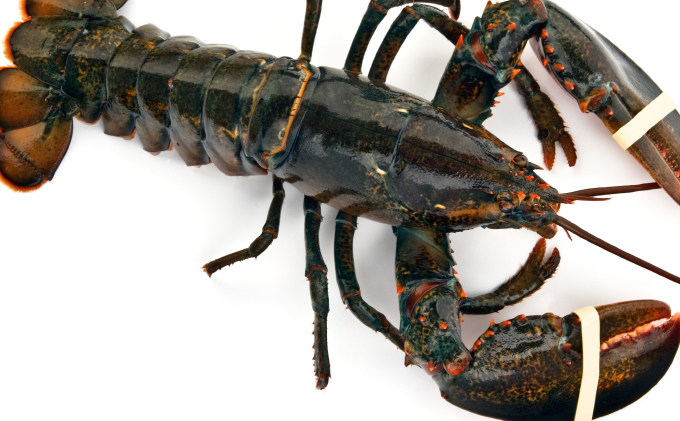 PETA Investigation: Live Lobster & Crab Brutality