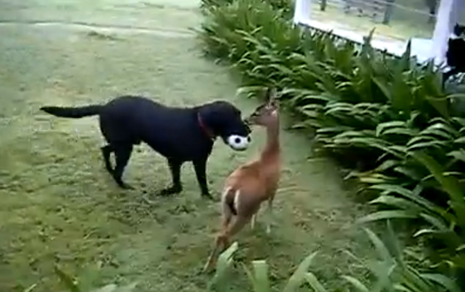 Animal Love: Deer and Dog Playtime