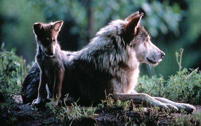 Action Alert: A Modern-Day War on Wolves is Taking Place
