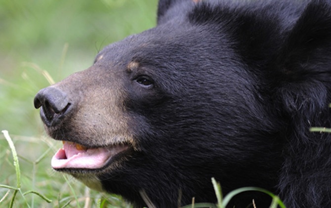 Guest Blog: Jasper the Bear’s Rescue with Animals Asia