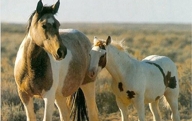 Action Alert: Horses Need our Help