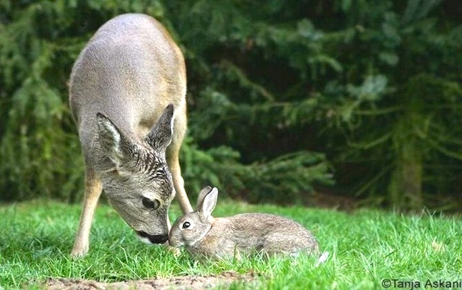 ‘Bambi & Thumper’ Lovely Photographs