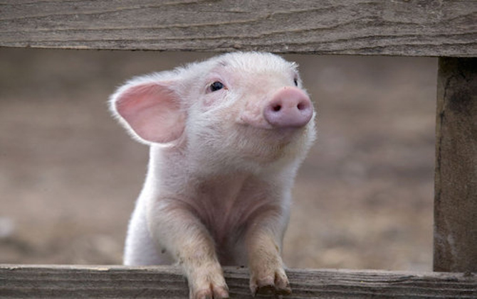 Ban Pig Gestation Crates In New Jersey