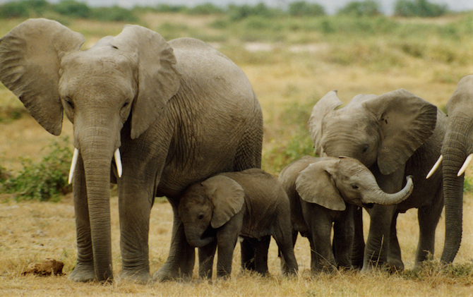 Air Shepherd to Stop Elephant & Rhino Poaching!