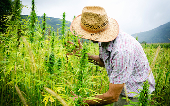 The Sustainable Benefits of the Hemp Plant