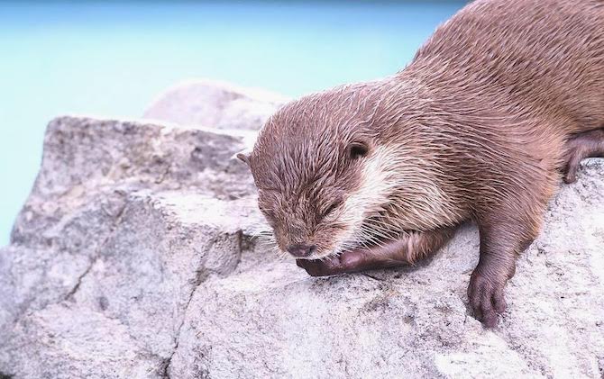 Otters: The Forgotten Victims