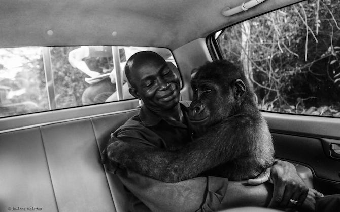 Ape Action Africa