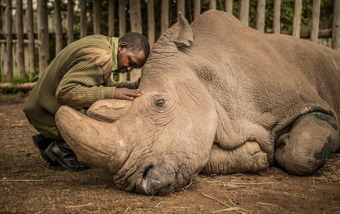 RIP Sudan, the Last Male Northern White Rhino