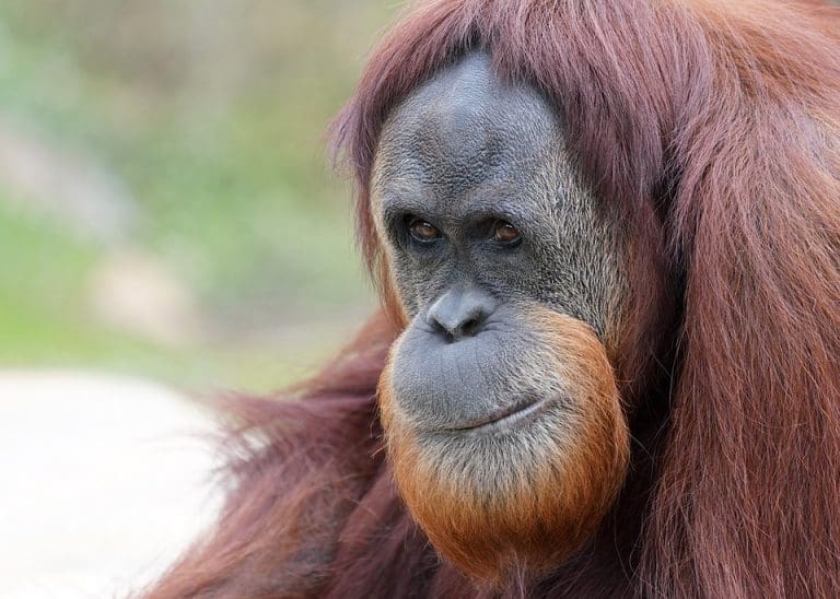 Recycle Your Unloved Electronics & Help Save Great Apes!