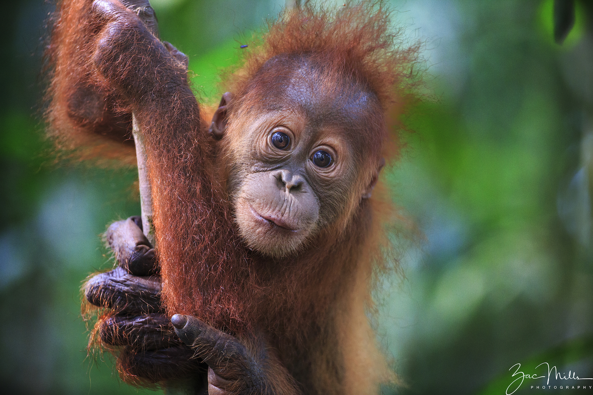 cute orangutan wallpaper