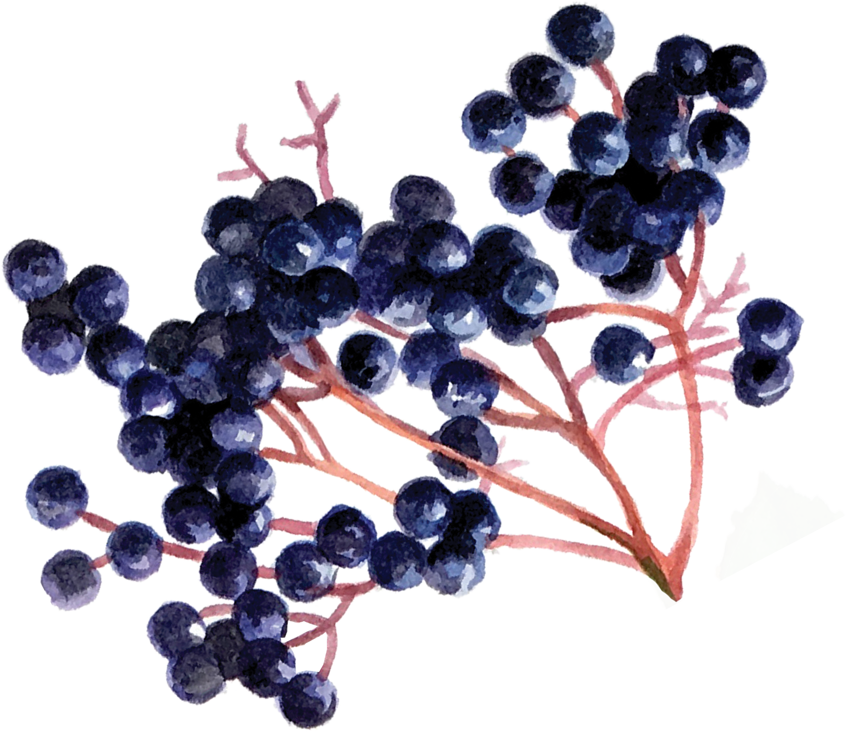 Elderberry Goodness