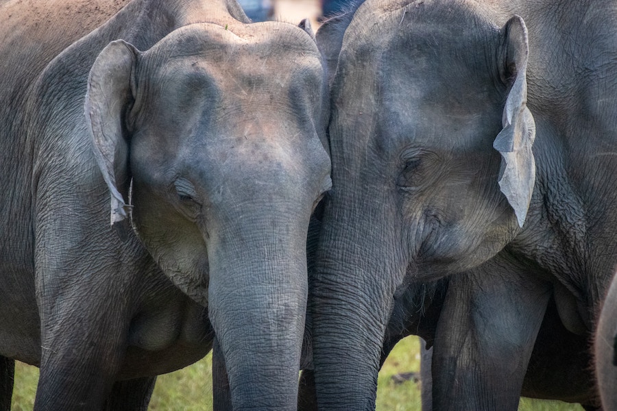 Breaking Their Silence: Women on the Frontline of the Poaching War