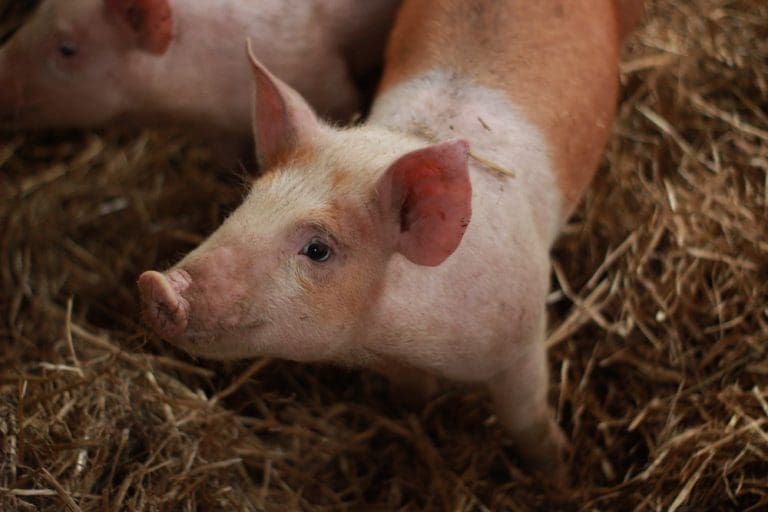 Action Alert: Farms Animals Need Your Help