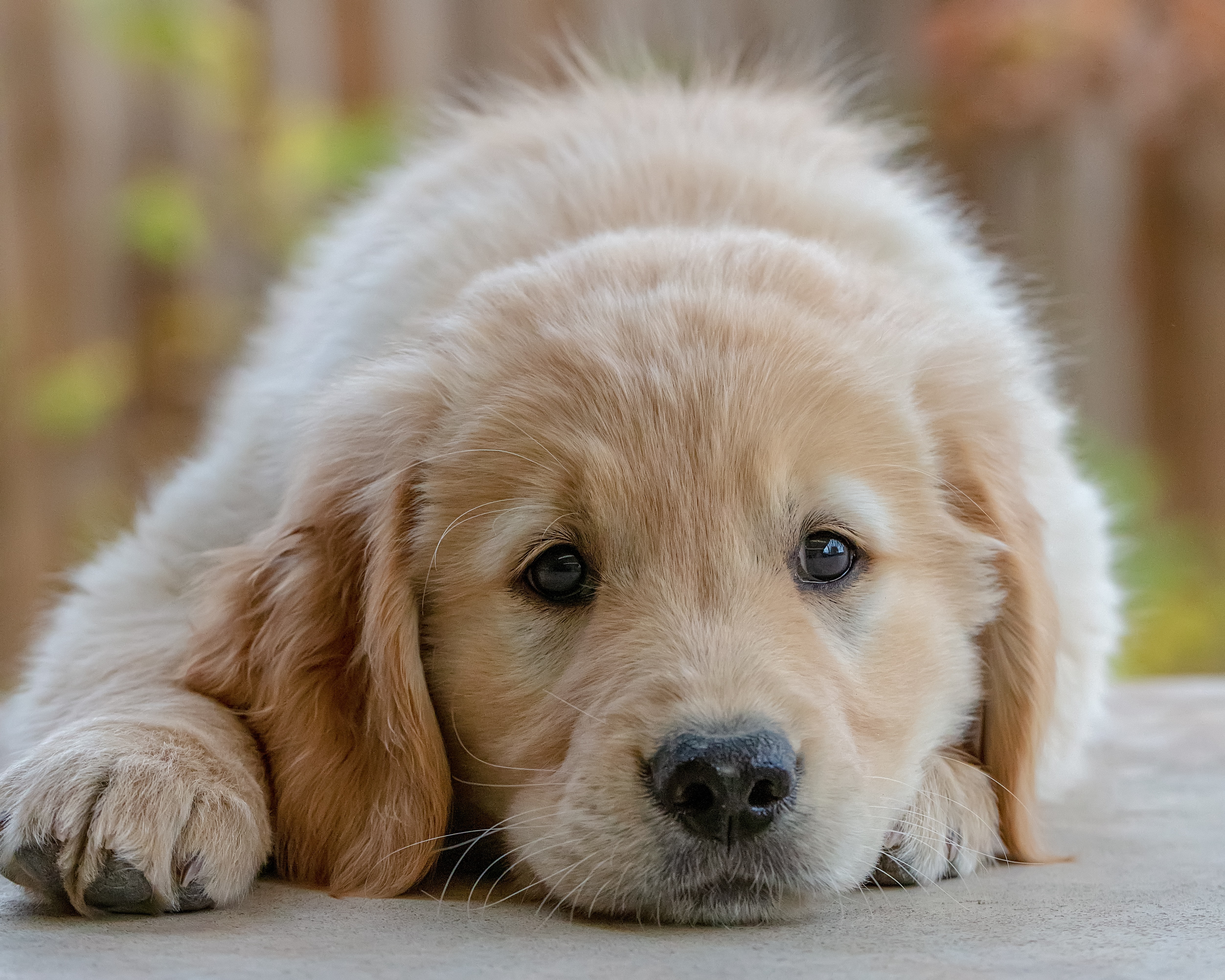 Golden Retriever Torture What This University Is Doing To Puppies And How You Can Stop It The Kind Life