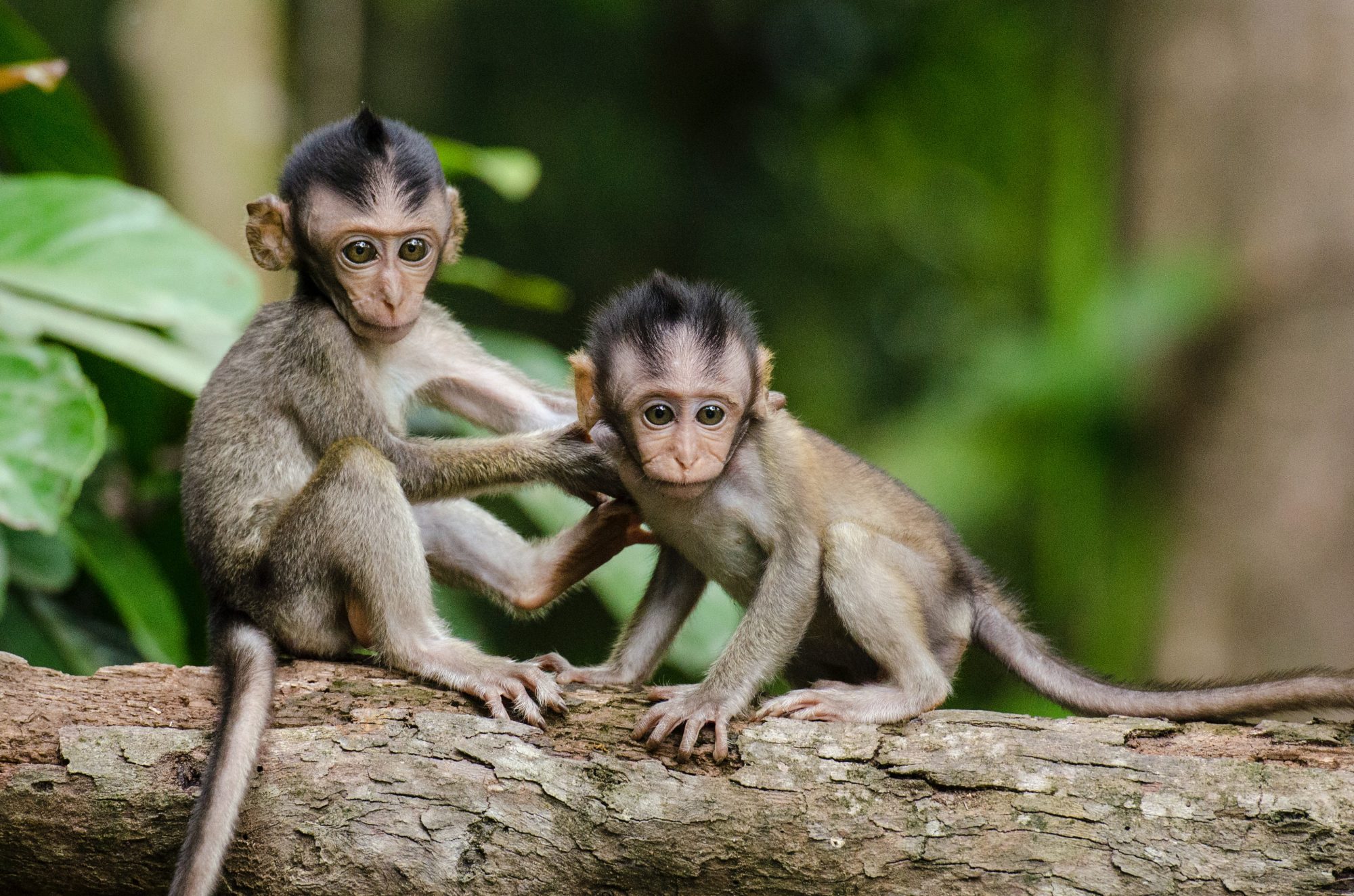 Were Your Coconuts Picked by Abused Monkeys?