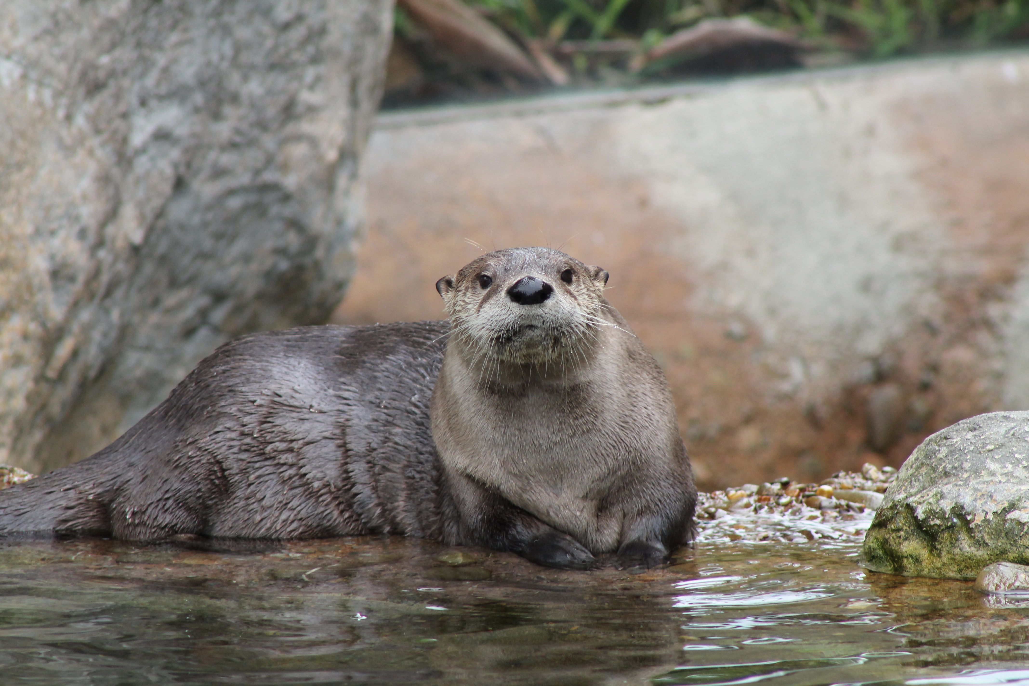Otters Don’t Belong In Cafes