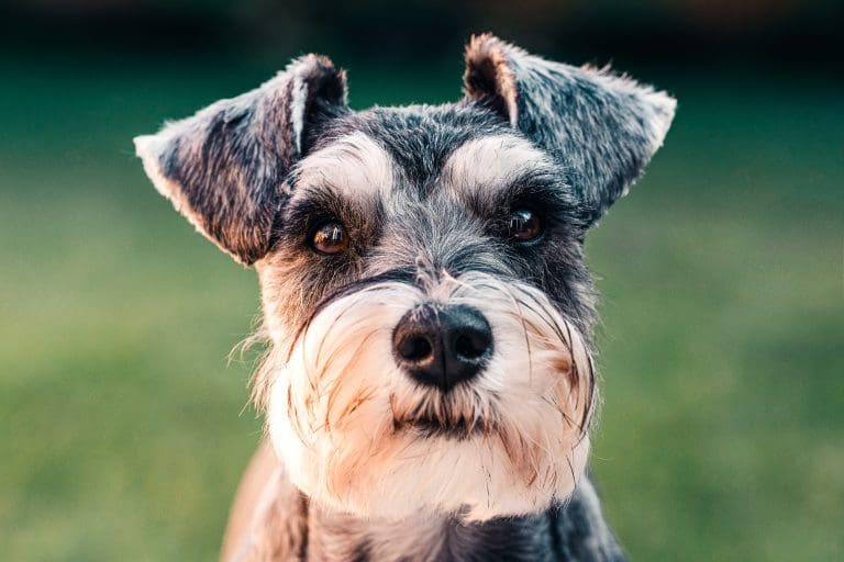 How A Devout Breeder-Bought Schnauzer Family Became A Rescue Family, And Why It Matters