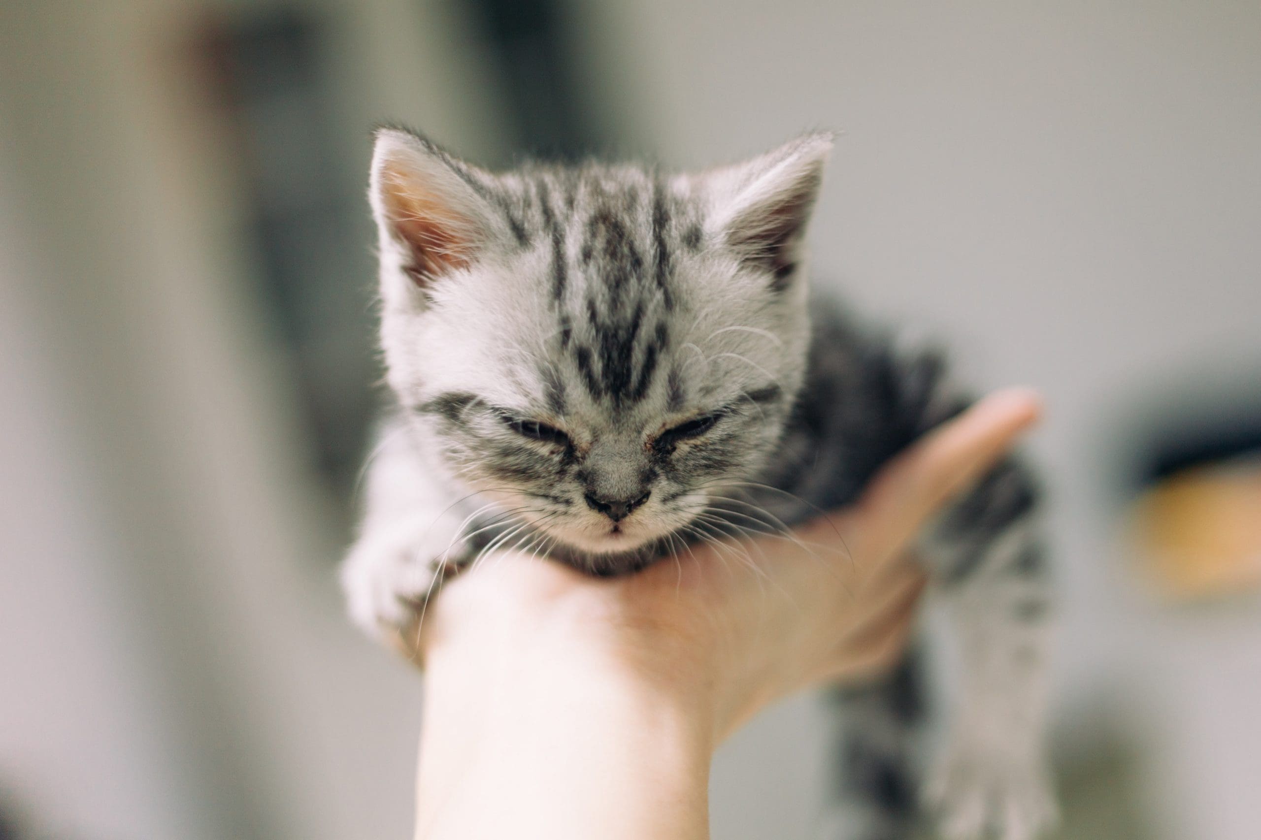 The VA Is Abusing And Killing 6-Month-Old Kittens On Your Dime: Together We Can Make Them Stop