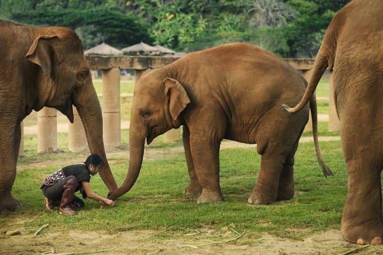 Covid-19 Presents Unique Opportunity To Save Thailand’s Elephants From Abuse And Exploitation 