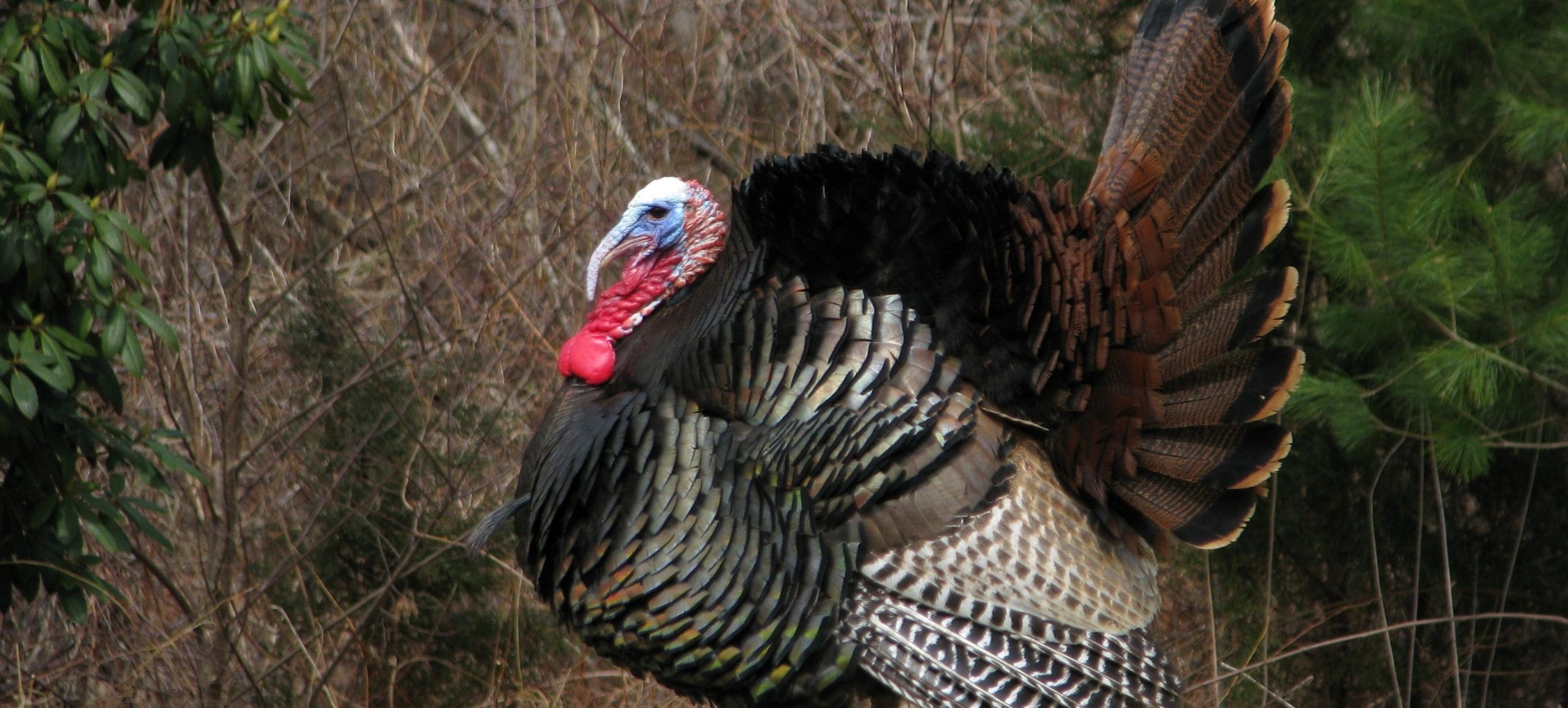 10 Fascinating Facts About Turkeys