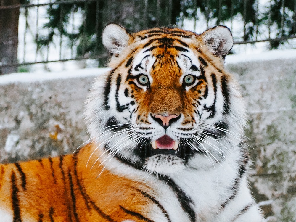 Should a high school football team be allowed to have a tiger cub