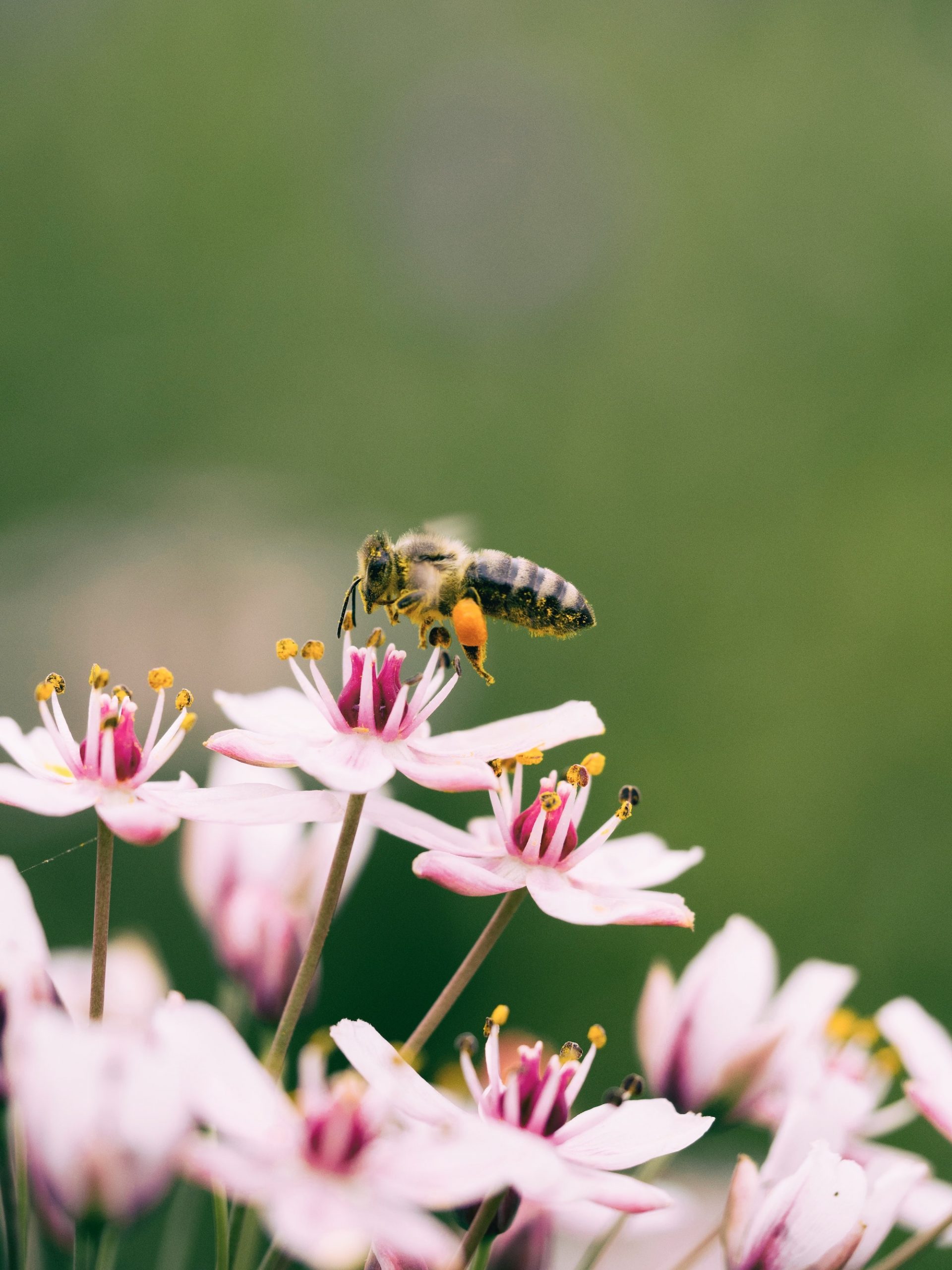 Saving a Bee Reminded Me Of the Power of Kindness