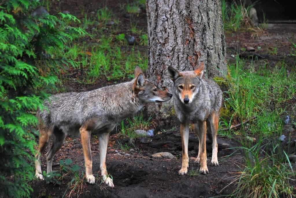 Red wolves are highly endangered | Photo by Patrick Fobian on Unsplash