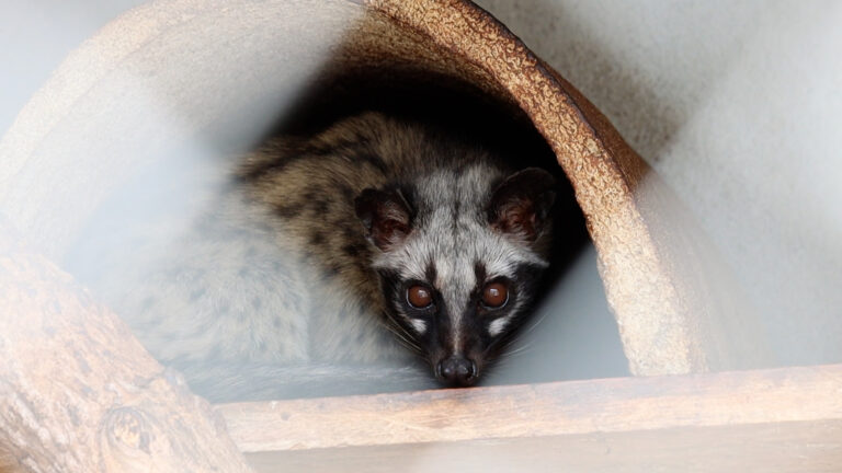 Civet Coffee: The True Cost of the World’s Most Expensive Coffee