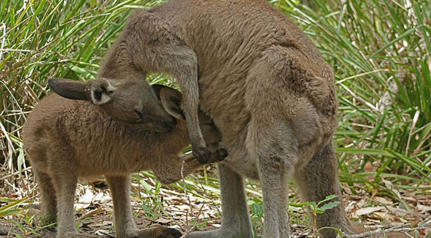 Mama Kangaroo and baby