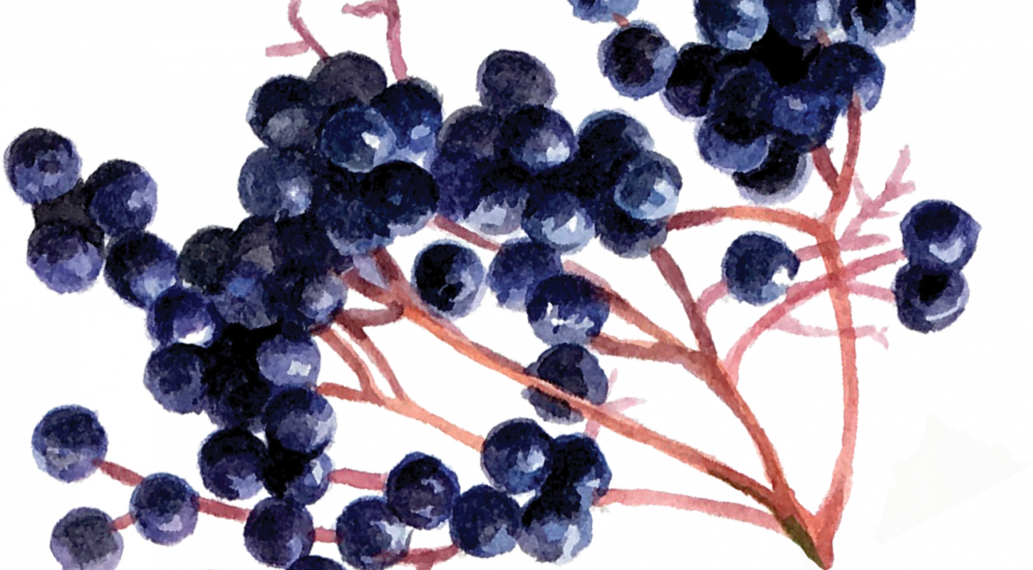Elderberry11