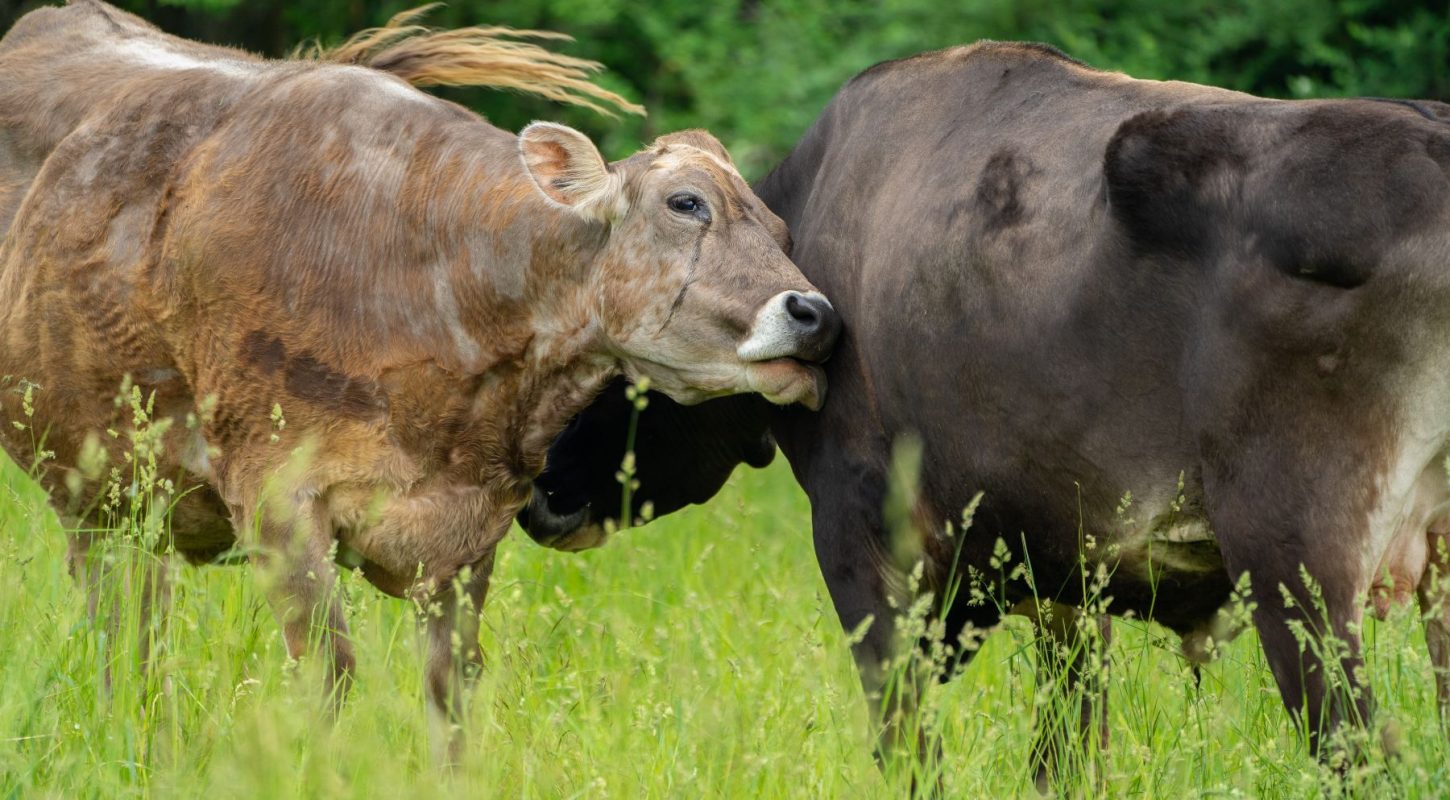 mother and baby cow
