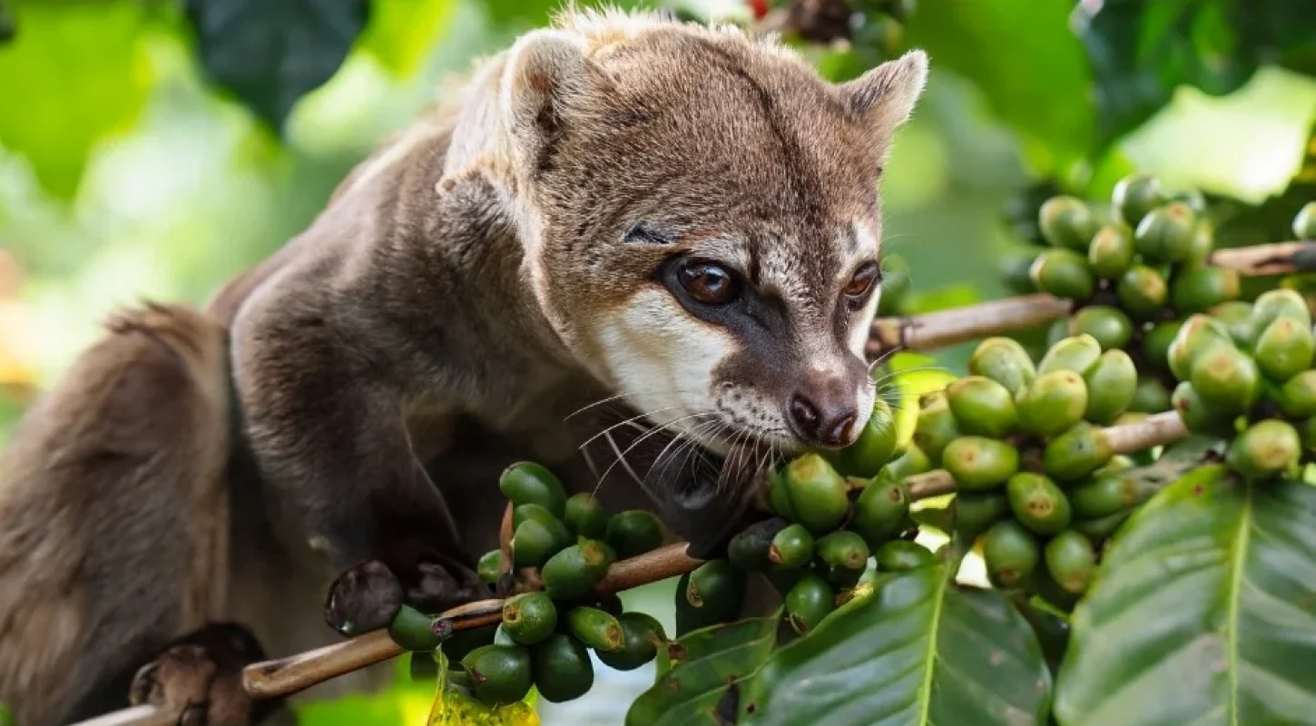 Civet eats coffee cherries in a tree.