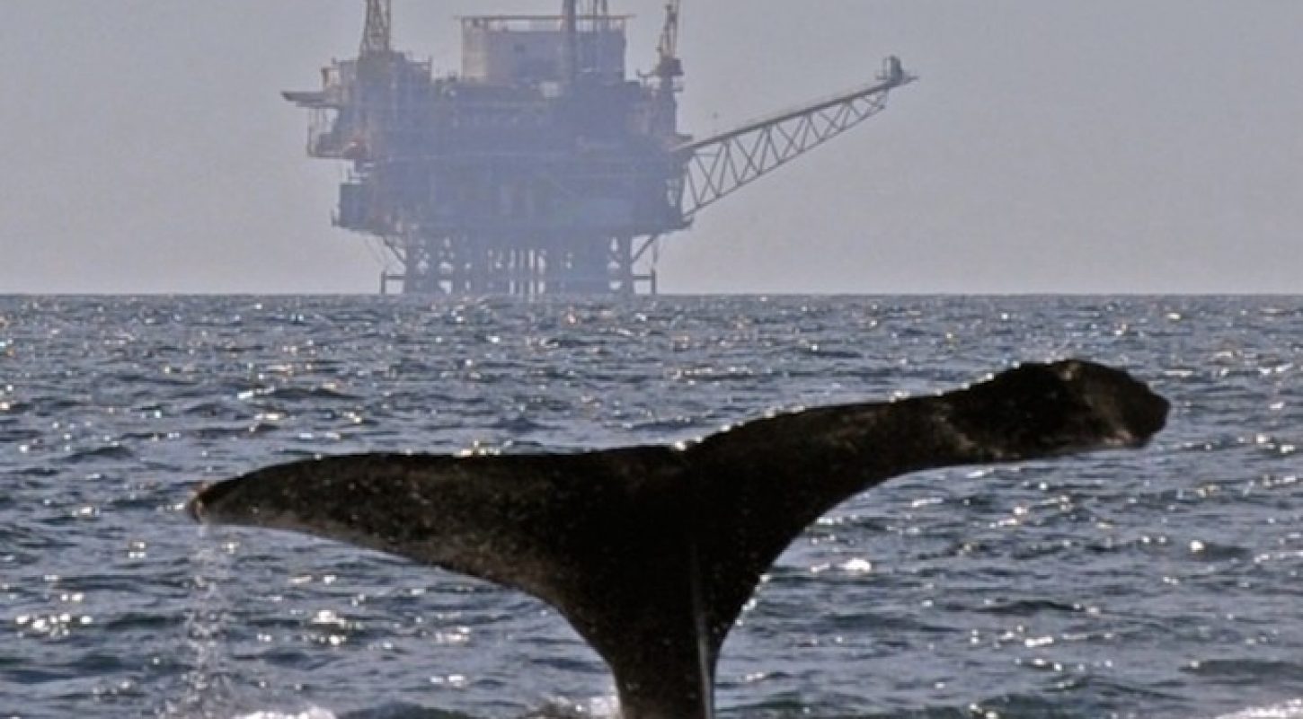 Offshore Fracking & Humpback