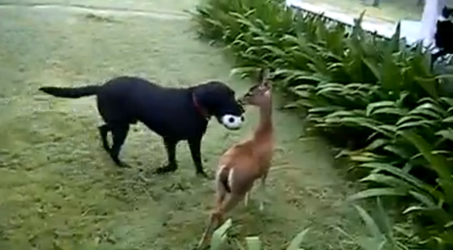 Deer and Dog play