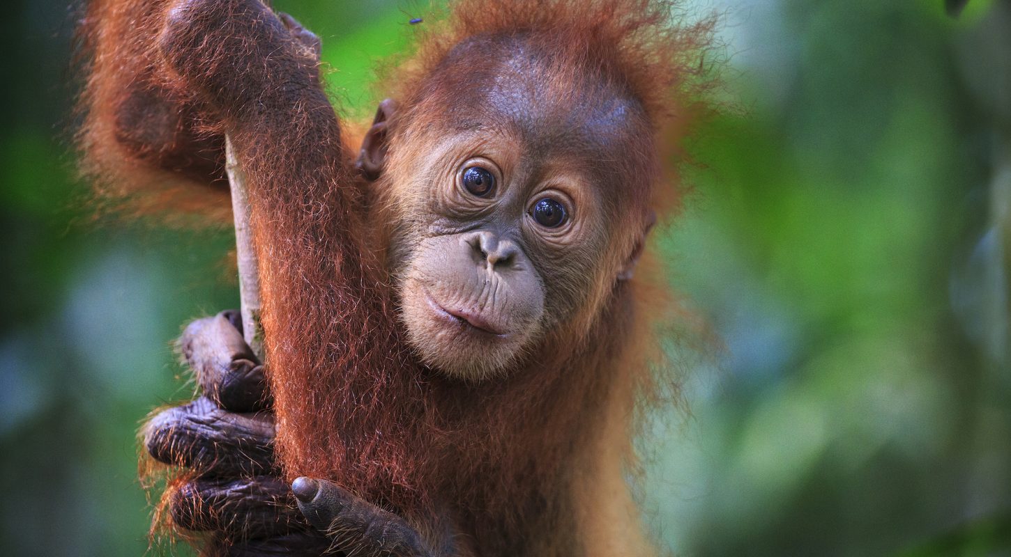 Adorable baby orangutan supported by its mother's arm, Gunung Leuser National Park, Indonesia, 2015