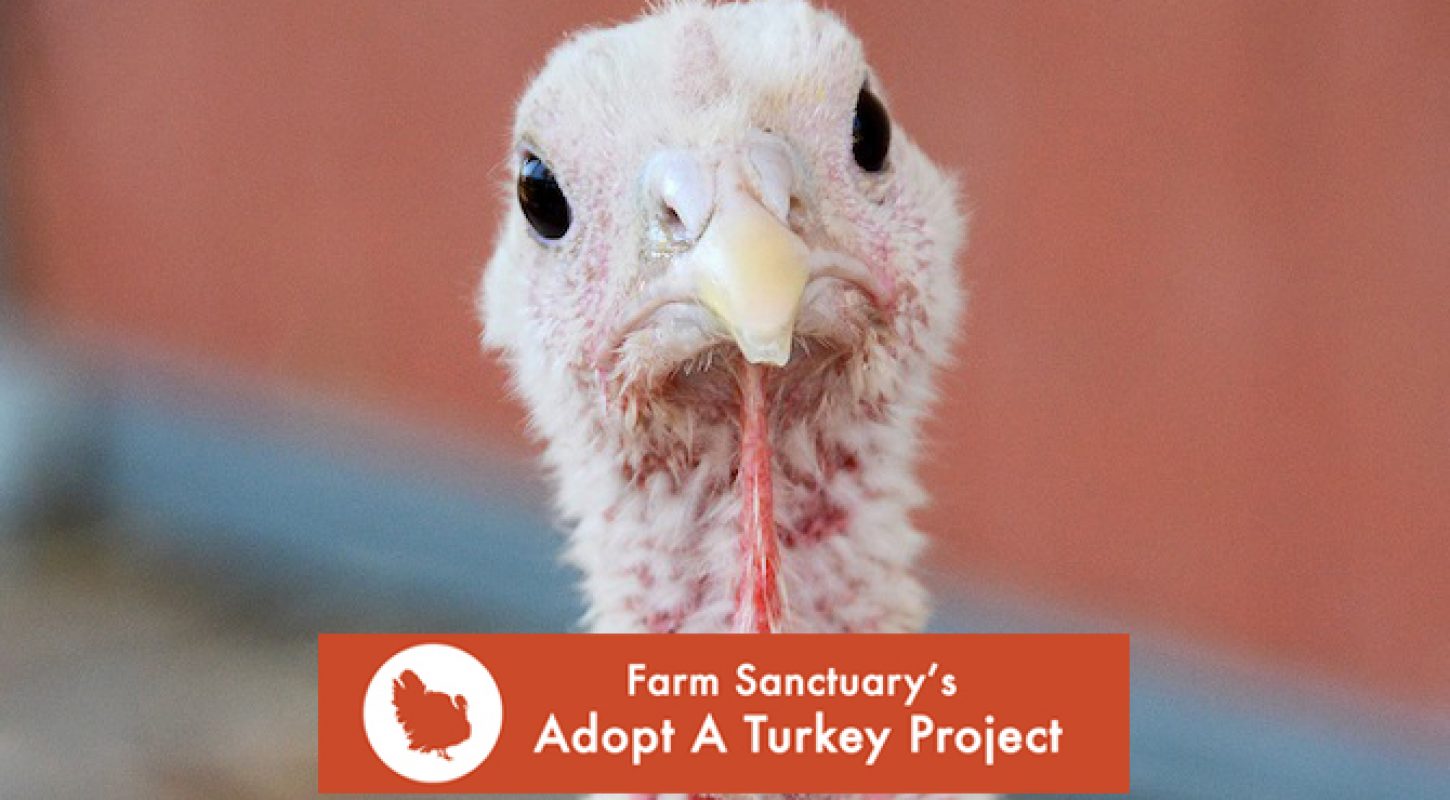 adopt-turkey