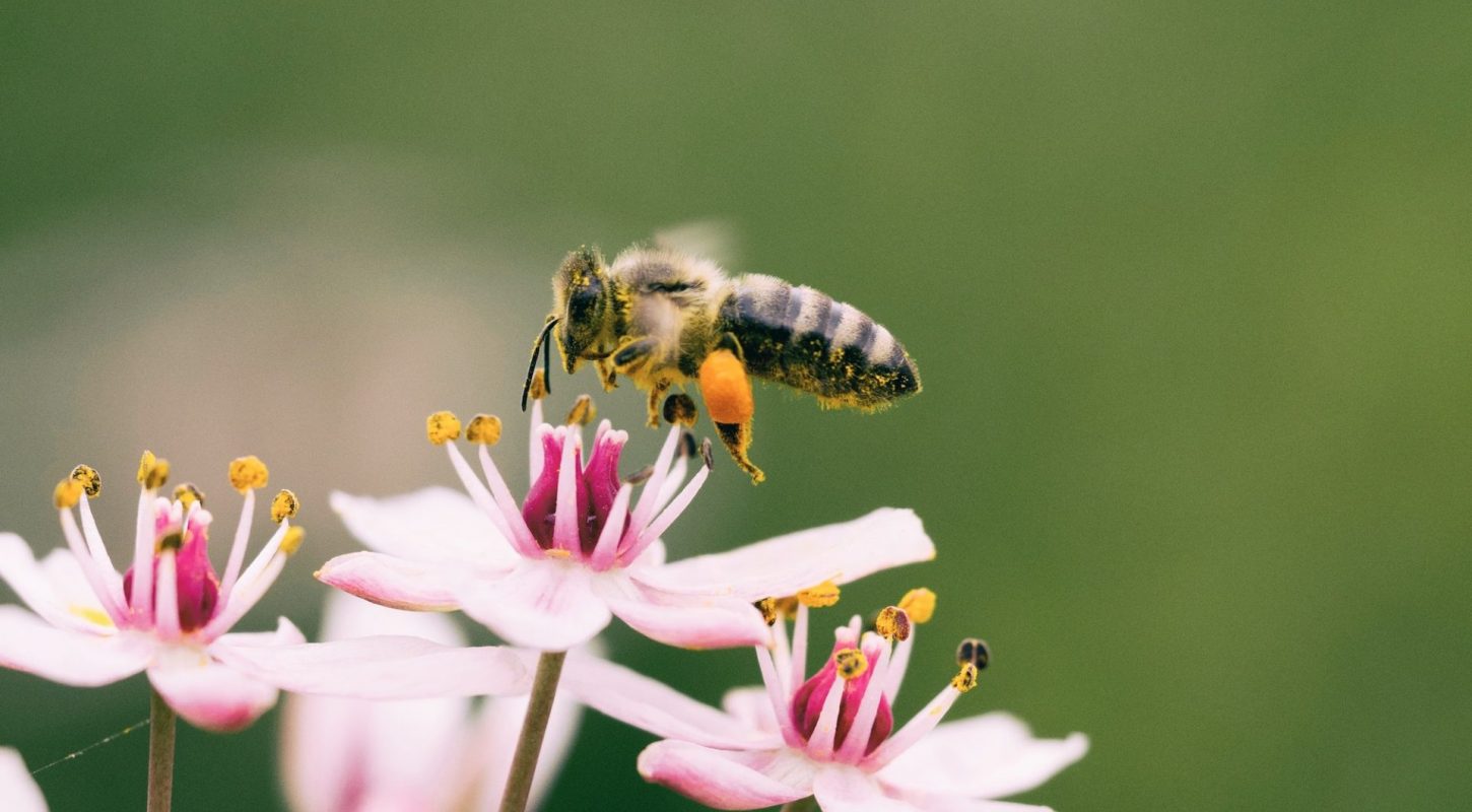 bee-flower-kind-life