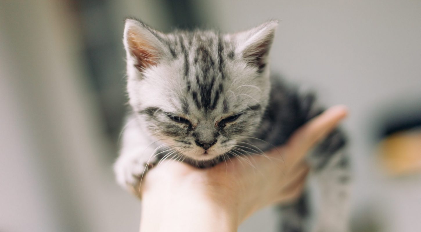 The VA Is Abusing And Killing 6-Month-Old Kittens On Your Dime: Together We Can Make Them Stop