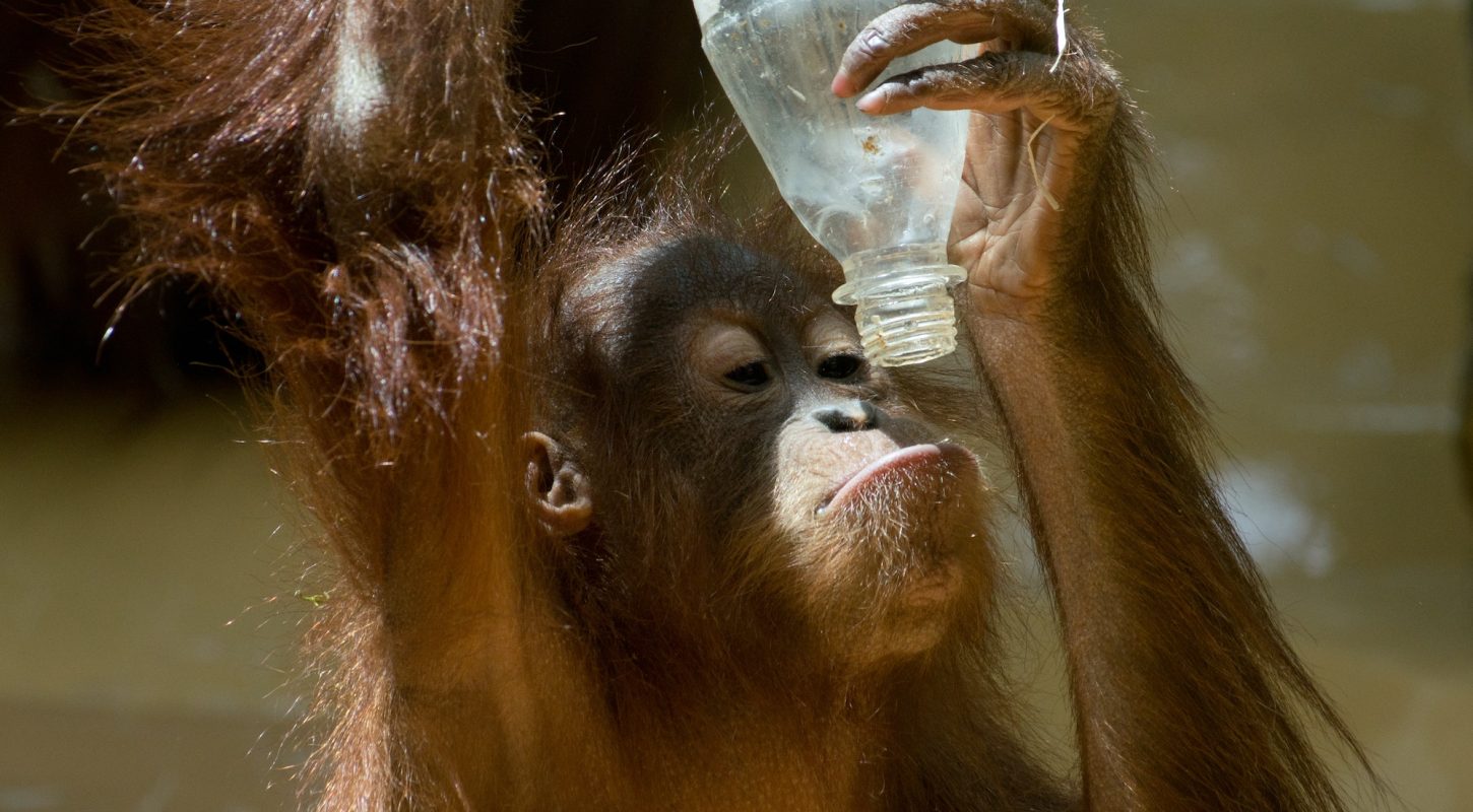 Orangutan and Palm Oil: What You Need to Know