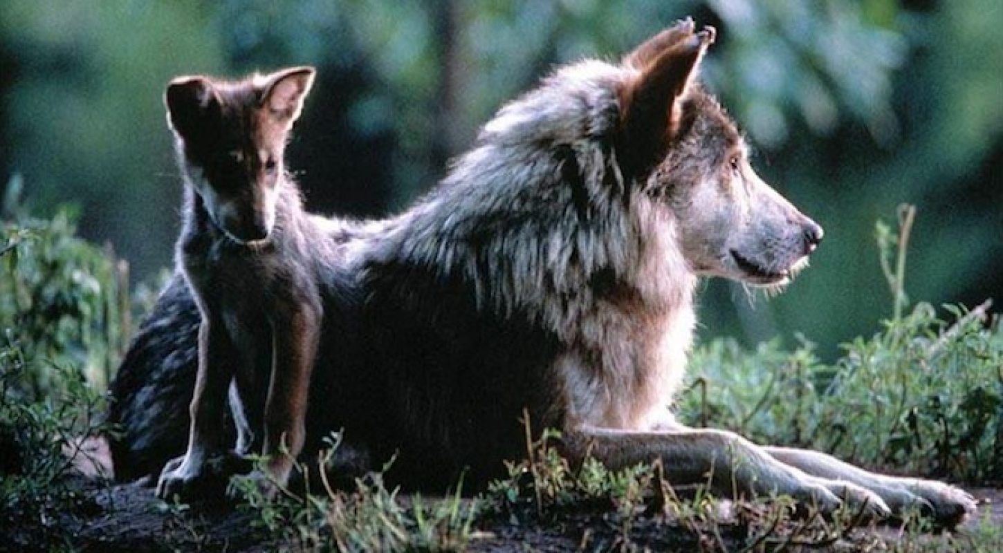 Action Alert: Help Save Wolves