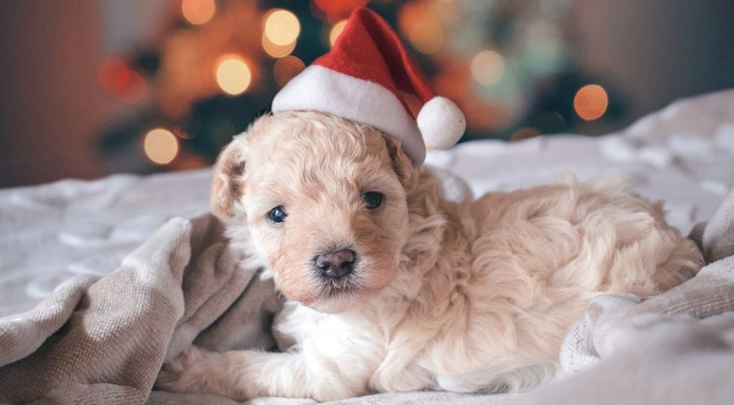 Why You Shouldn’t Buy A Christmas Puppy